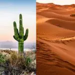 How Do Desert Plants Adapt Themselves to the Conditions in the Desert?