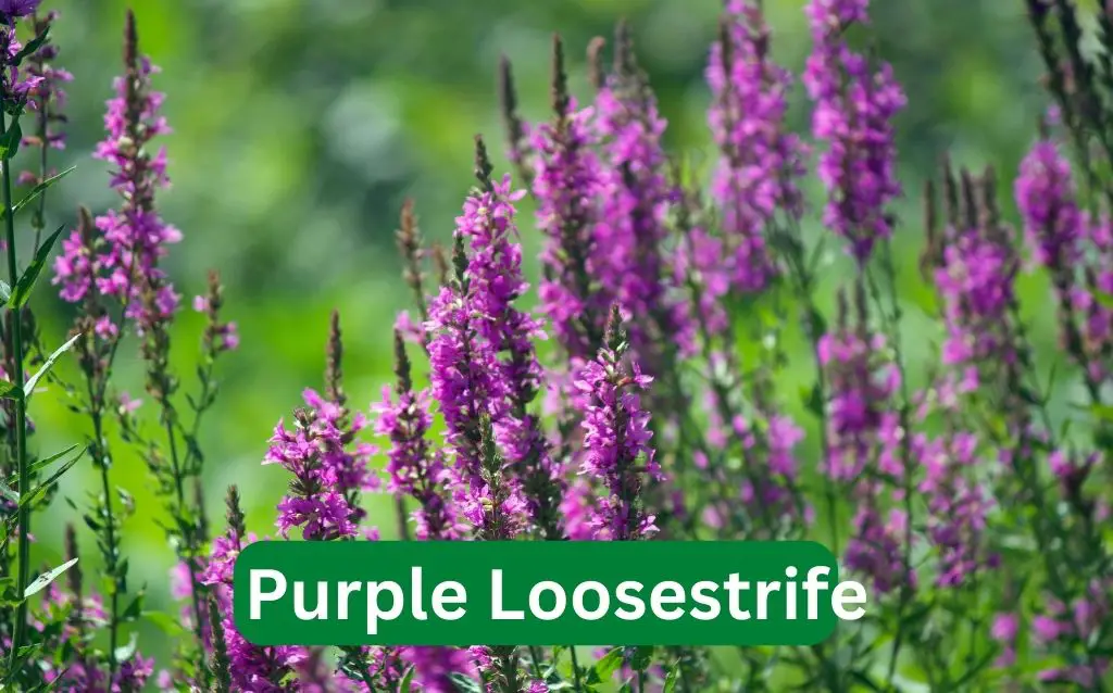 Purple Loosestrife flowers in a field