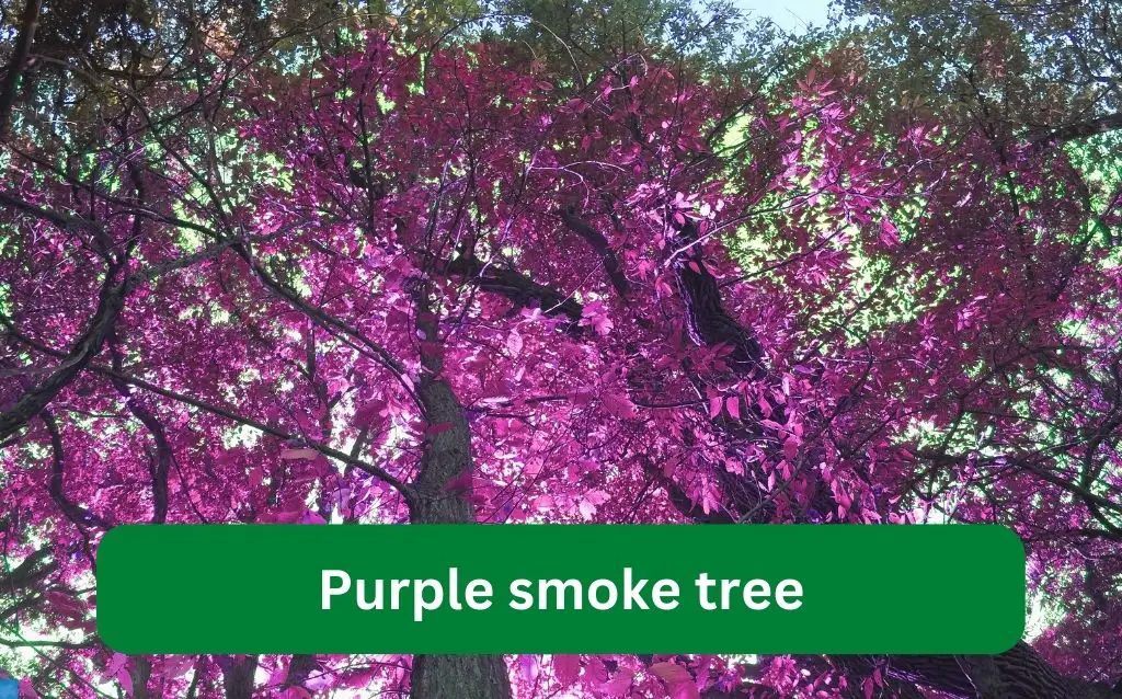 Pinkish purple flowering tree - Purple smoke tree