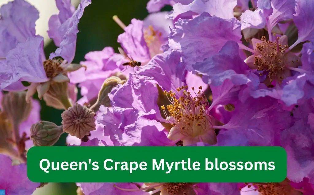Purple flower tree - Crape Myrtle