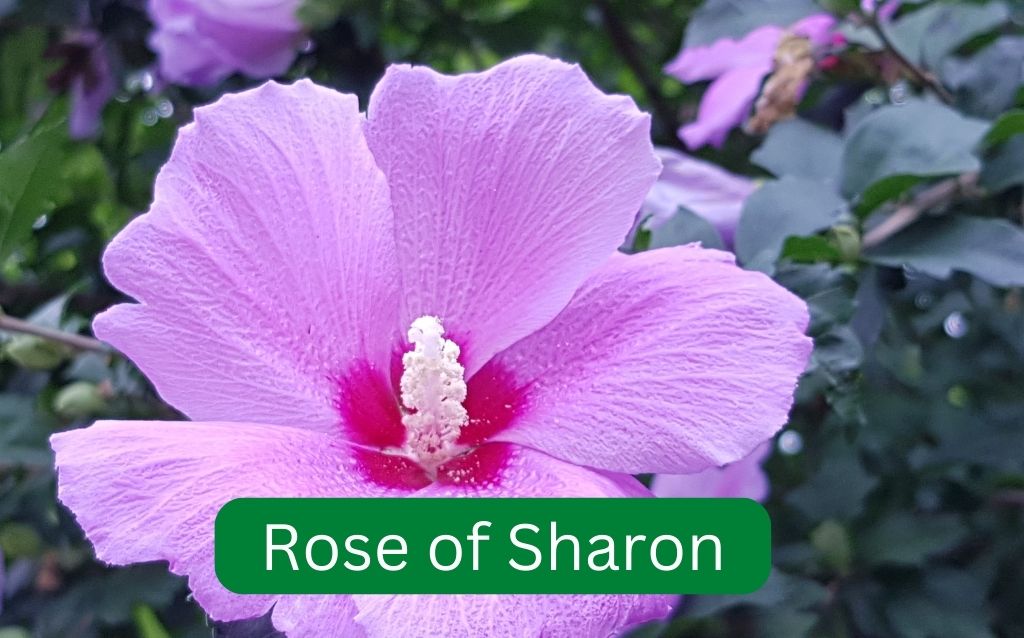 Purple trees in Texas - Rose of Sharon
