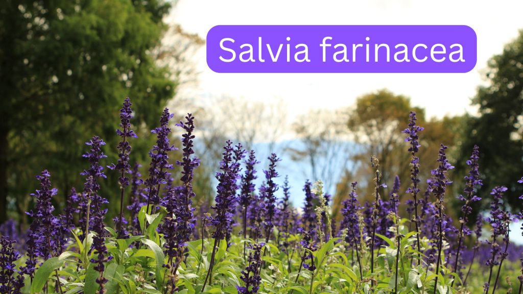Purple Texas wildflower - Salvia in forest