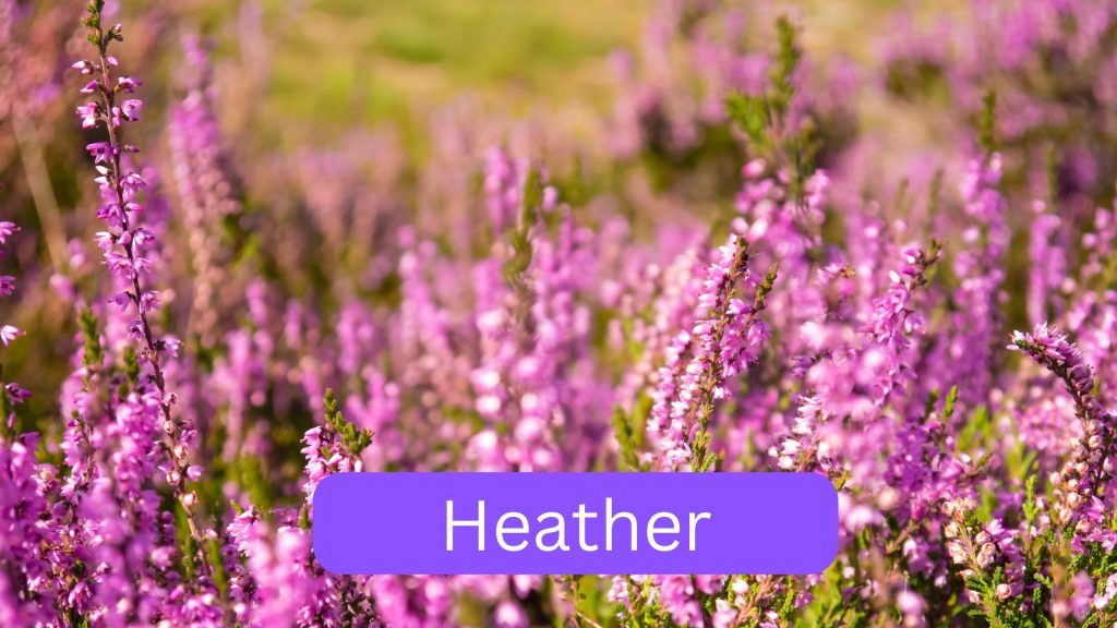 Texas purple wildflowers - Heather flowers in field