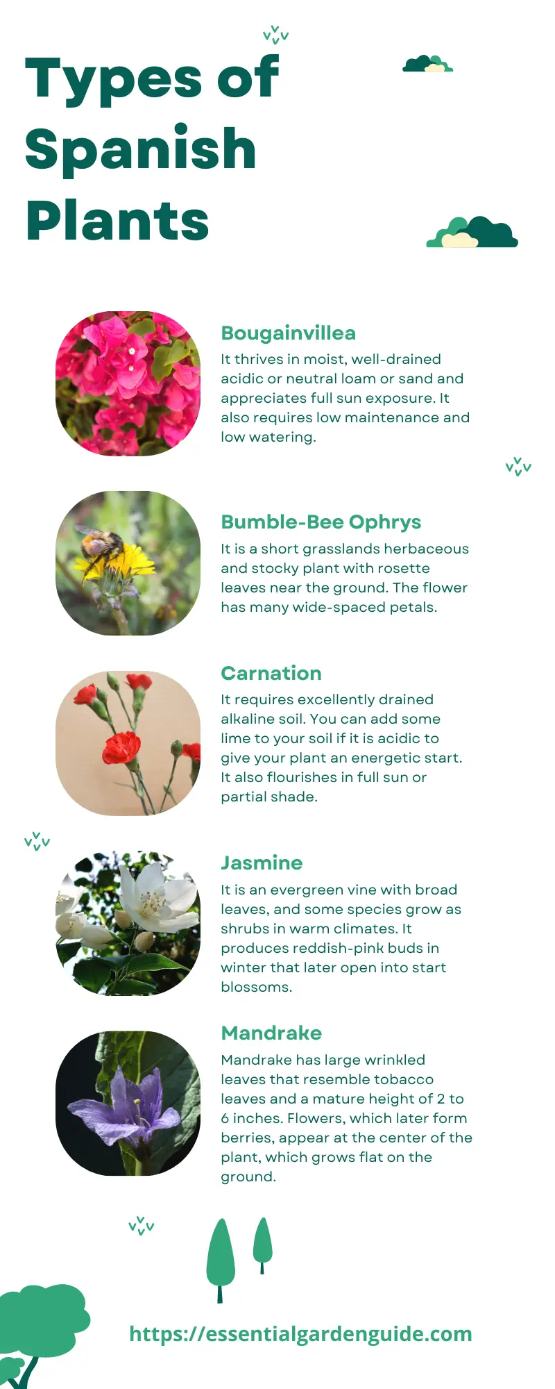 Infographic - 5 common plants in Spain