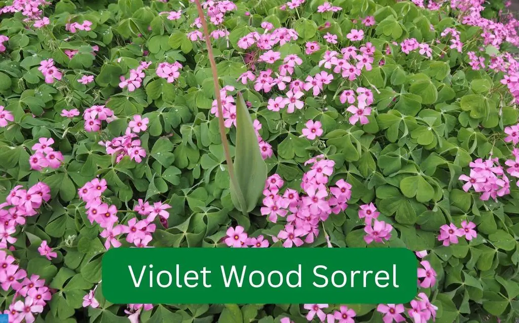 Perennial bloomer Violet wood sorrel