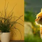 What Are Some House Plants That Cats Will Leave Alone?