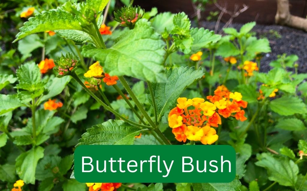 Agriculture Butterfly Bush