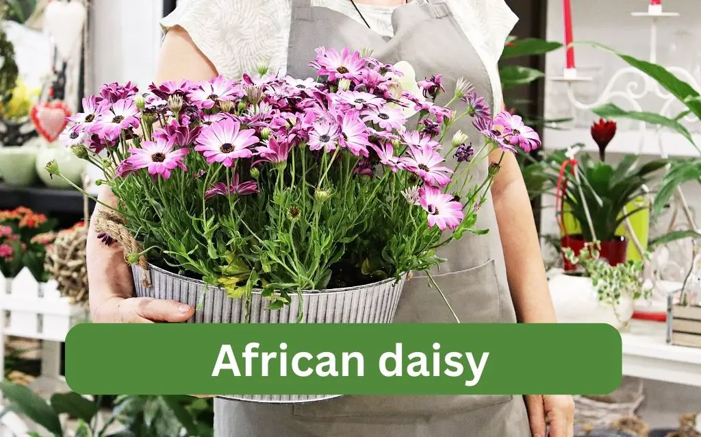 African daisy in pot held by woman