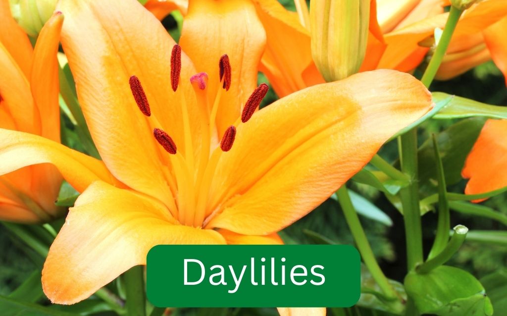 Daylilies in the sunshine