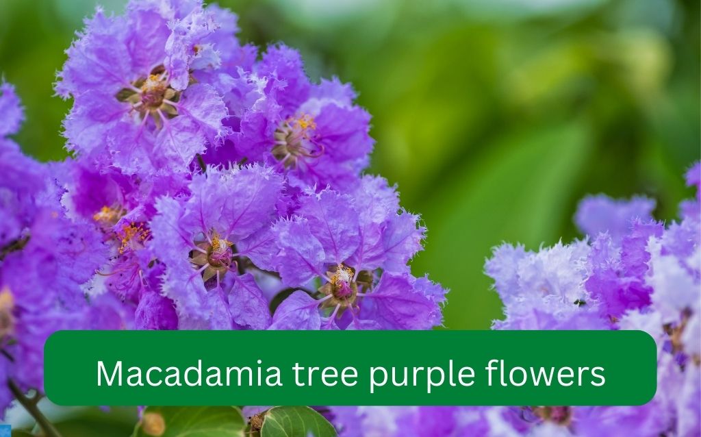 Macadamia purple flowered tree