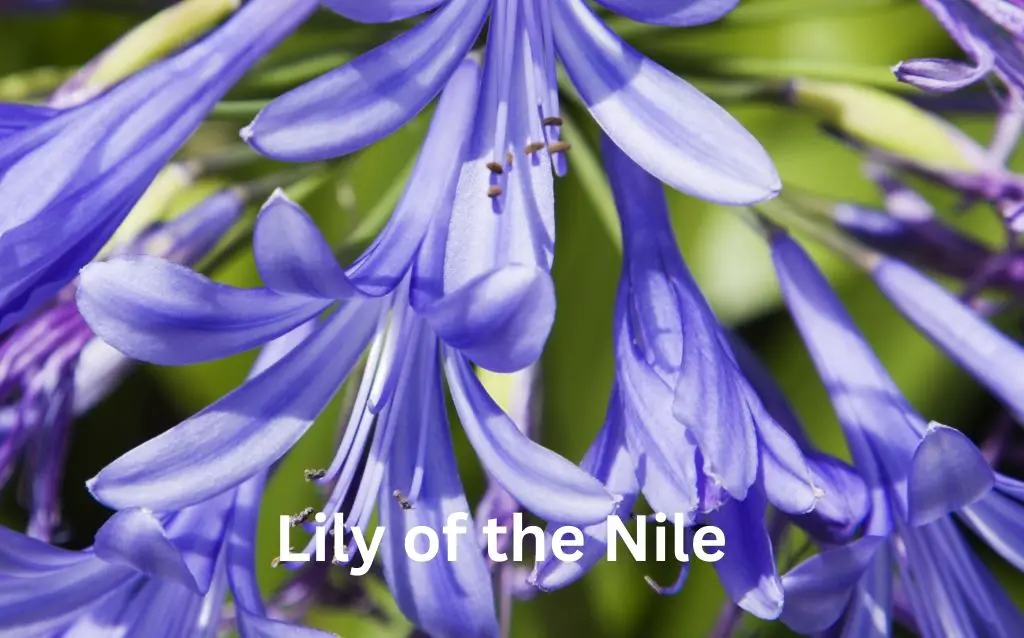 Purple flowering plants - Lily of the Nile