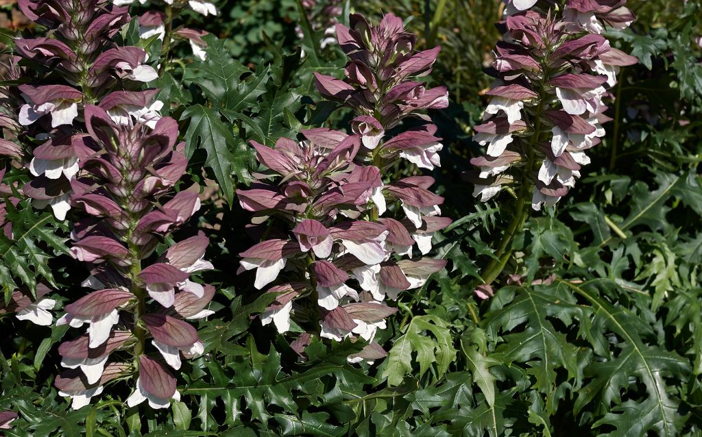 Acanthus mollis . Bear's breeches flowers and green leaves
