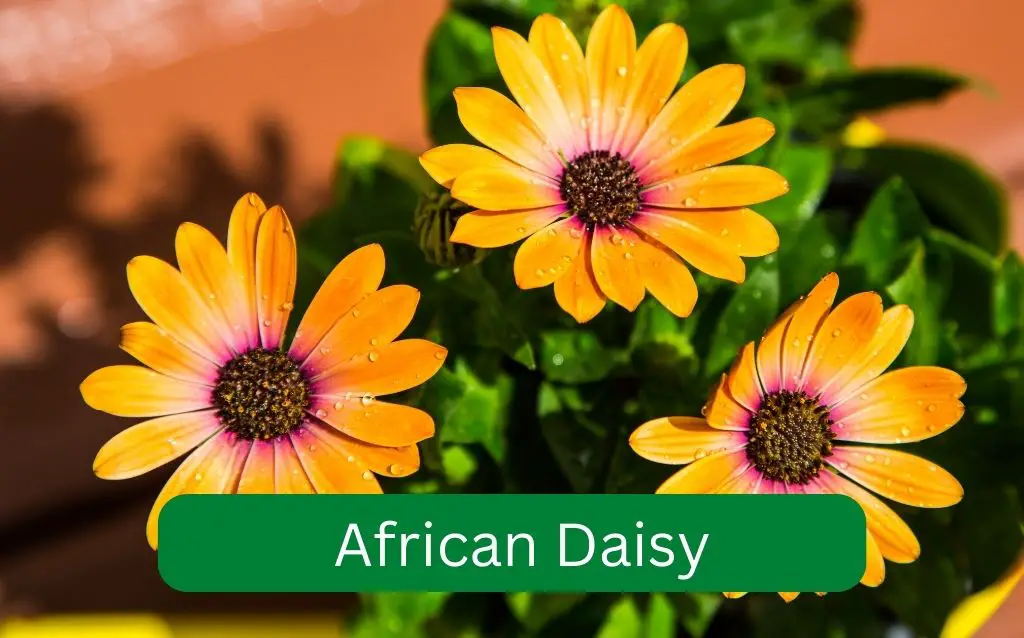 3 African Daisy flowers, yellowish-orange with red centers