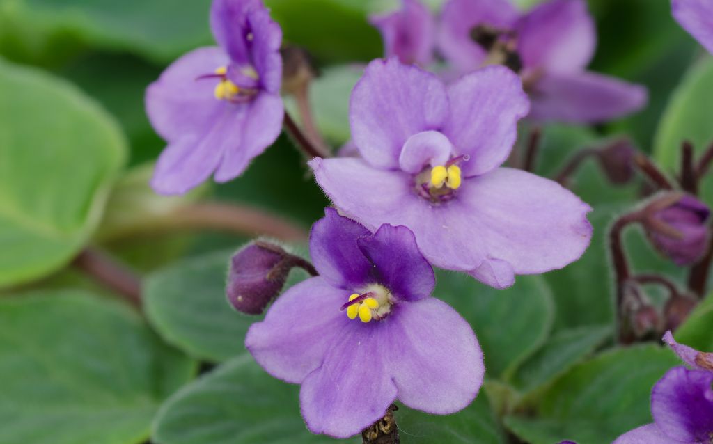 Cluster of African Violet blooms with yellow stamens