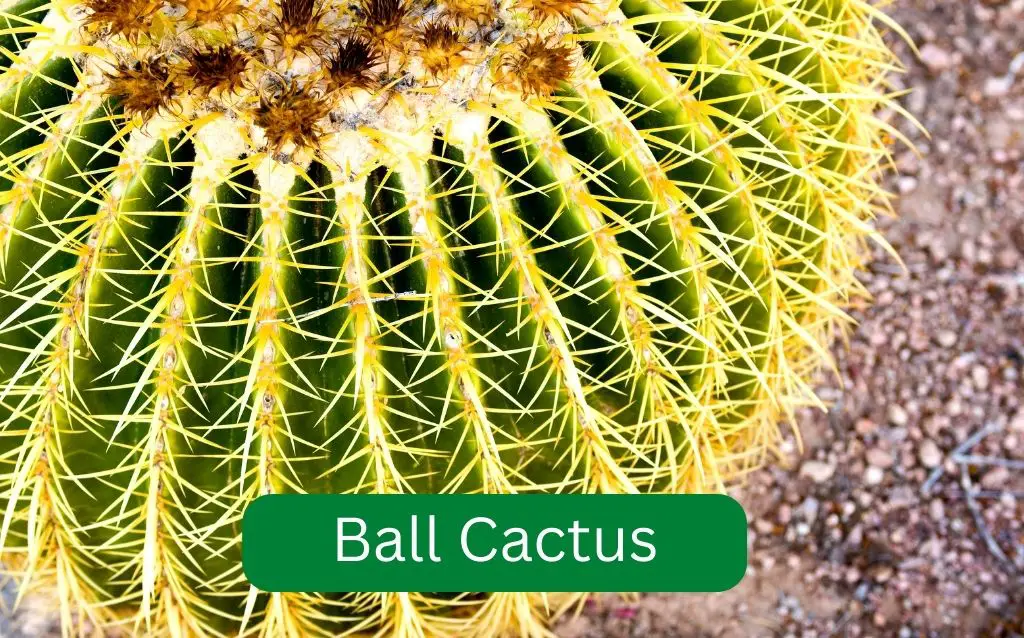 >Ball Cactus close up