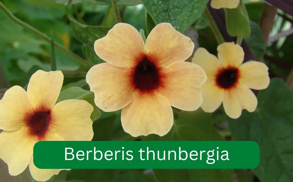 Yellow Berberis thunbergia flowers