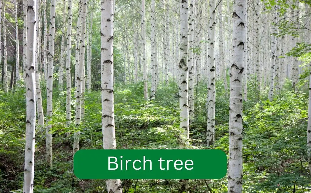Birch Tree forest