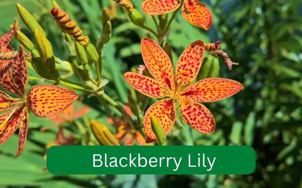 Yellow orange flowers of the Blackberry Lily