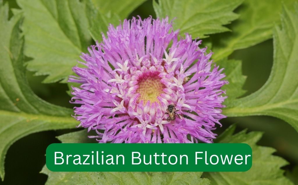Perennial Brazilian Button Flower with leaves