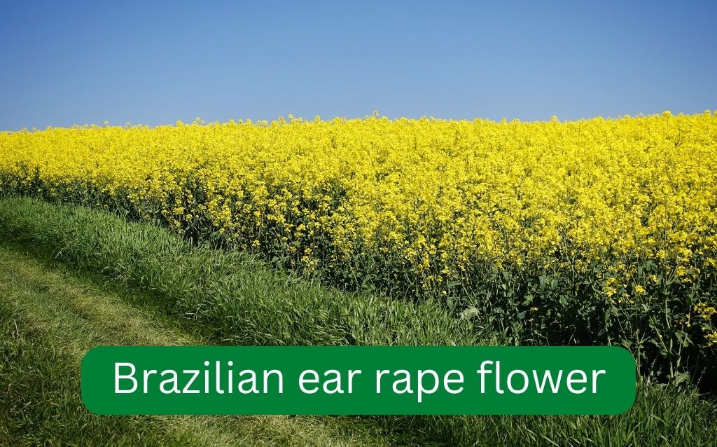 Brazilian rapeseed