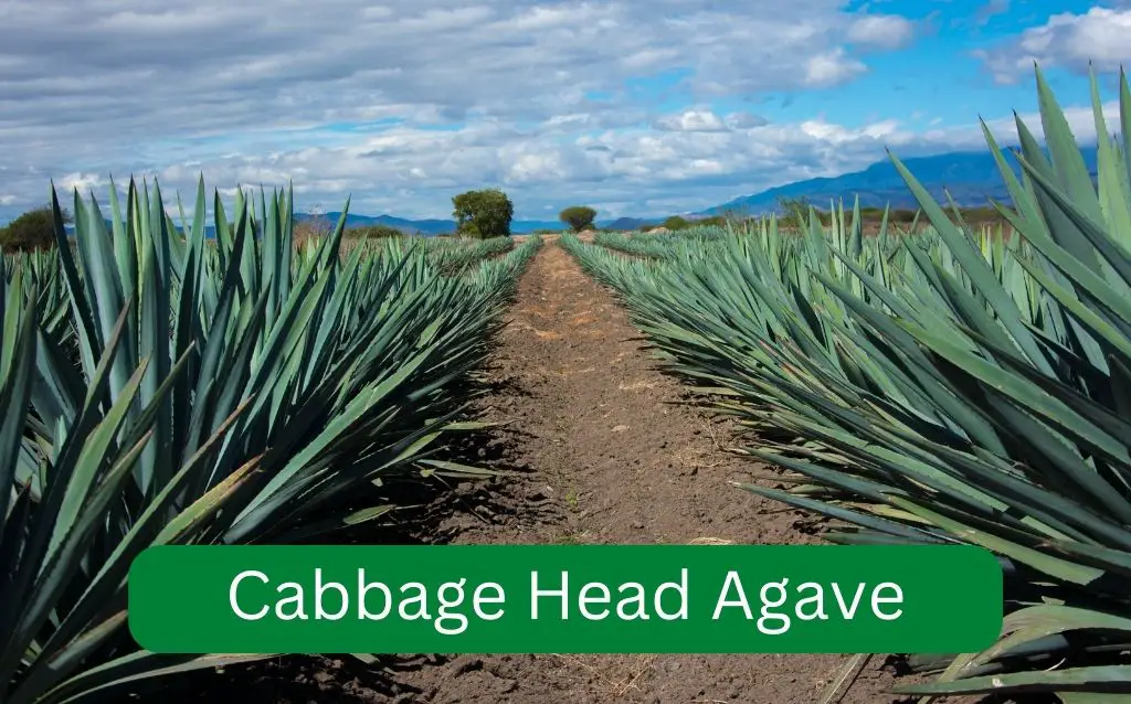 Cabbage Head Agave plants growing in rows