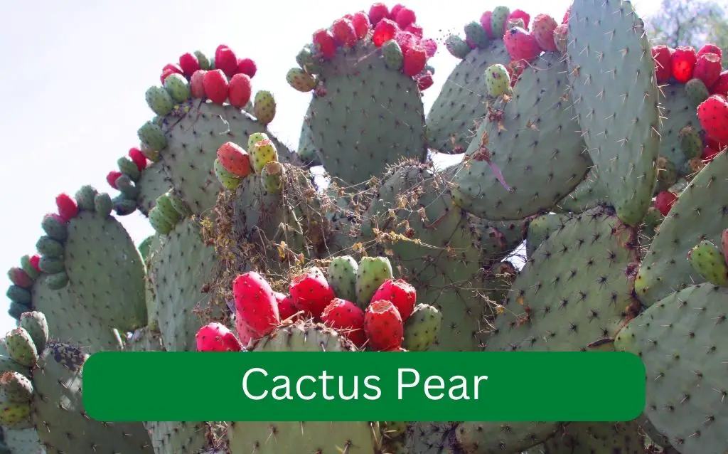 Cluster of Cactus plants with prickly pear fruits on top