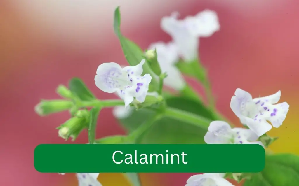Calamint (Calamintha nepeta)