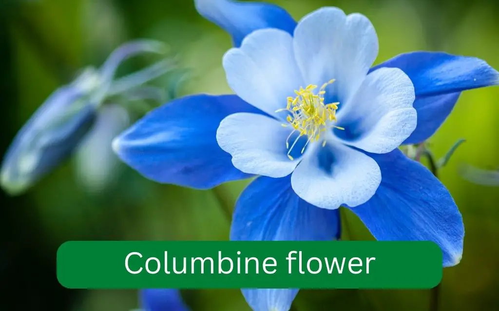 Blue petals of Columbine flower