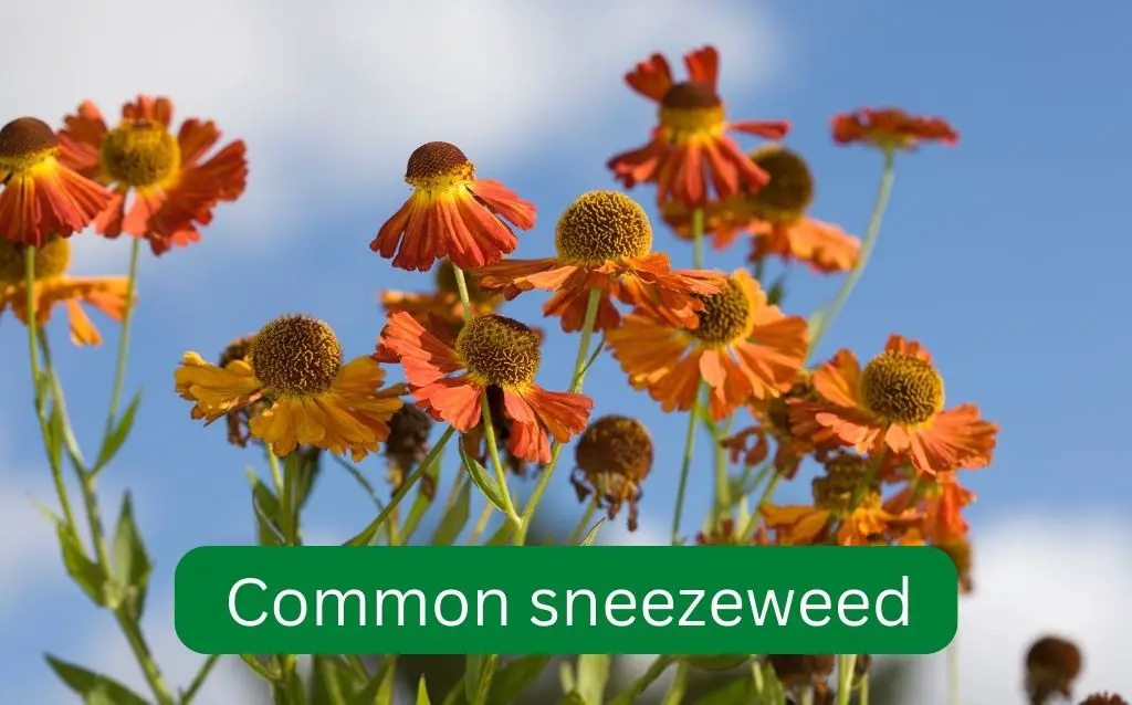 Orange flowering annuals- Sneezeweed
