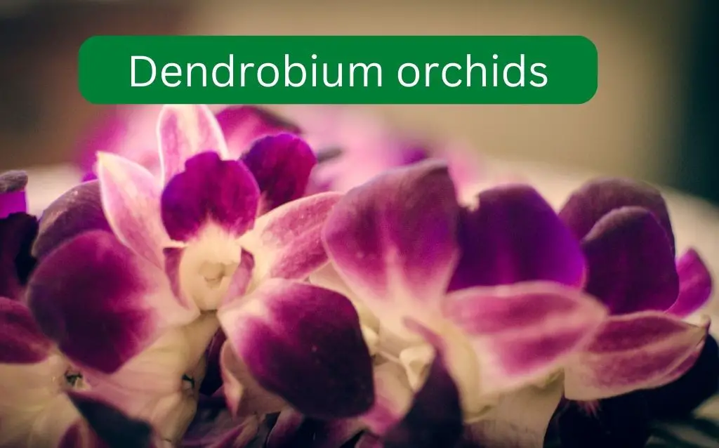 Dendrobium orchid flower petals