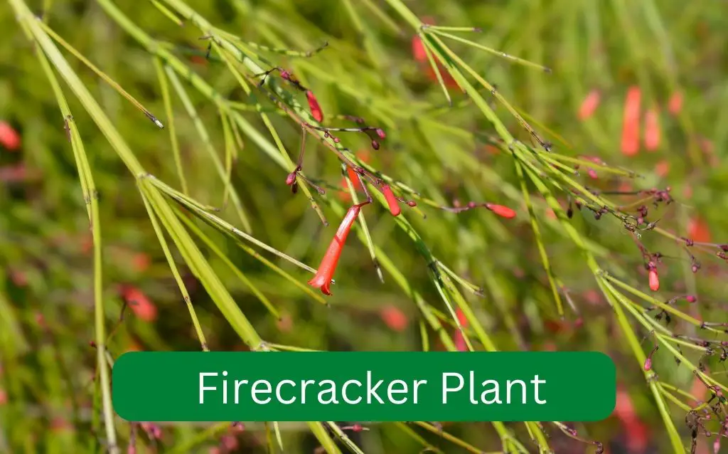 Small orange flower identification - Firecracker plant