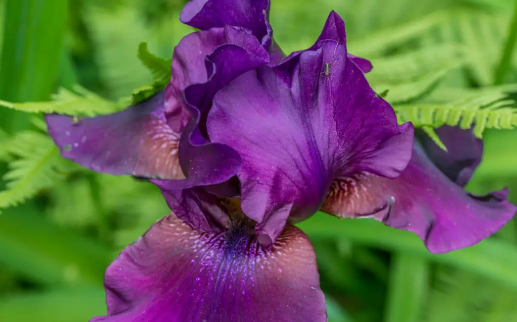 Purple German bearded iris flower