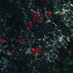 How to Grow a Holly Tree