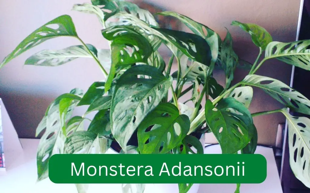 Spreading Monstera adansonii in pot