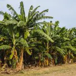 How to Grow a Banana Tree Guide