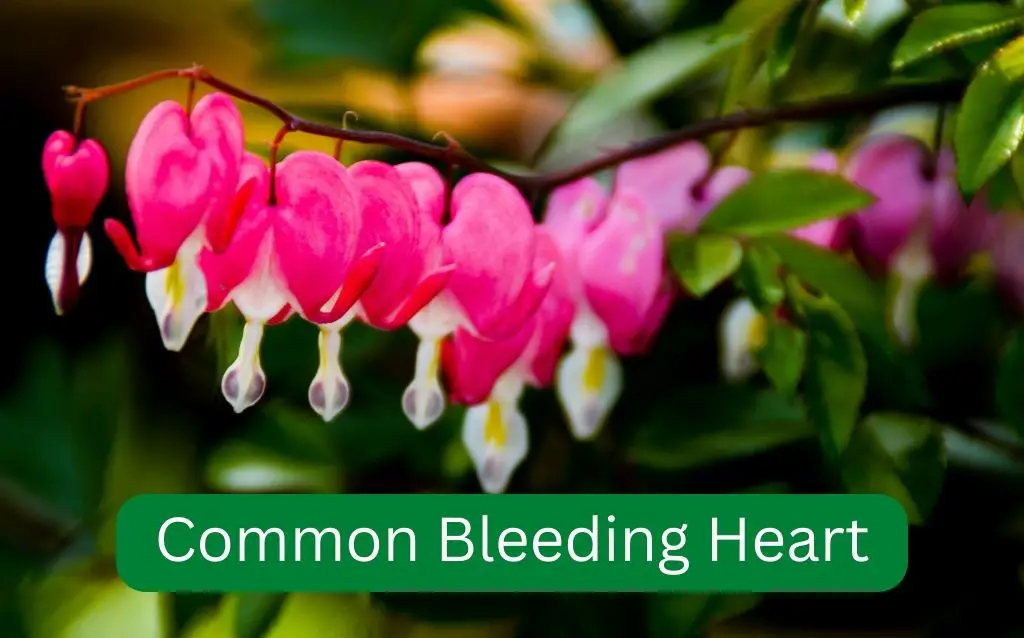 Common Bleeding Heart - Lamprocapnos spectabilis