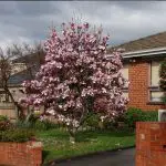 How to Grow Magnolia Tree? - Care Guide