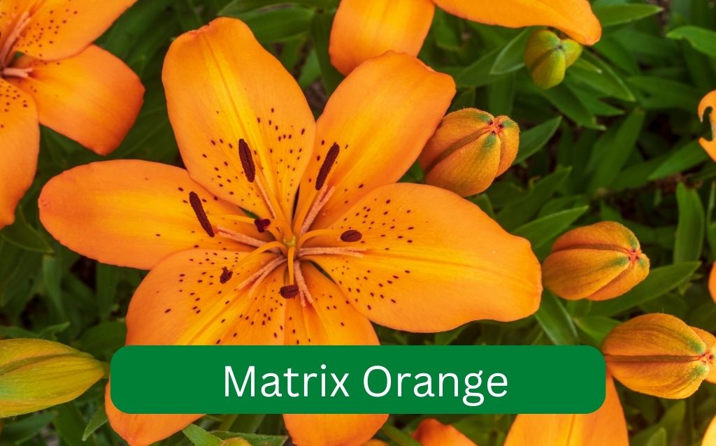 Large orange flower of the Asiatic Lily
