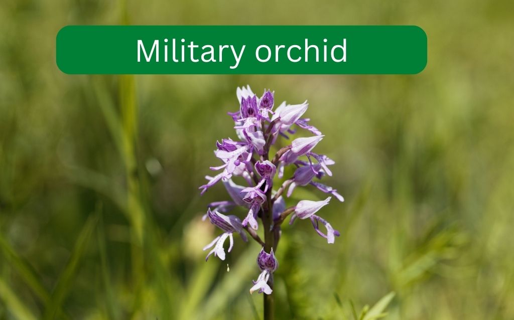 Delicate Military orchid petals
