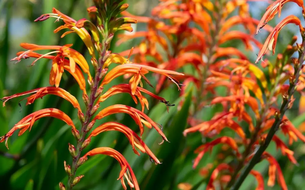 Plants that are orange - Montbretia