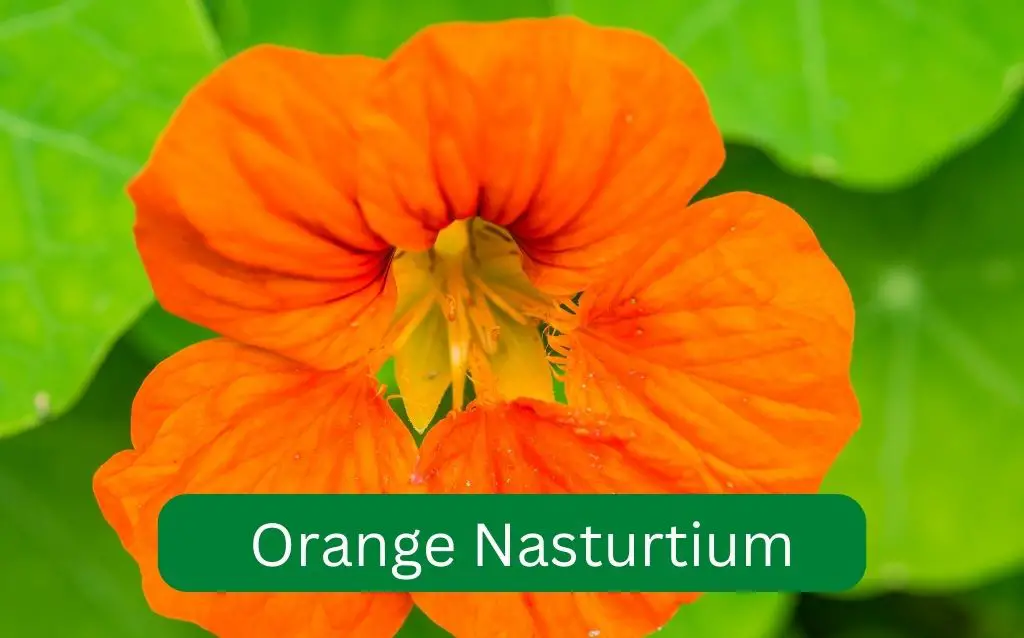 Big orange flower of a Nasturtium