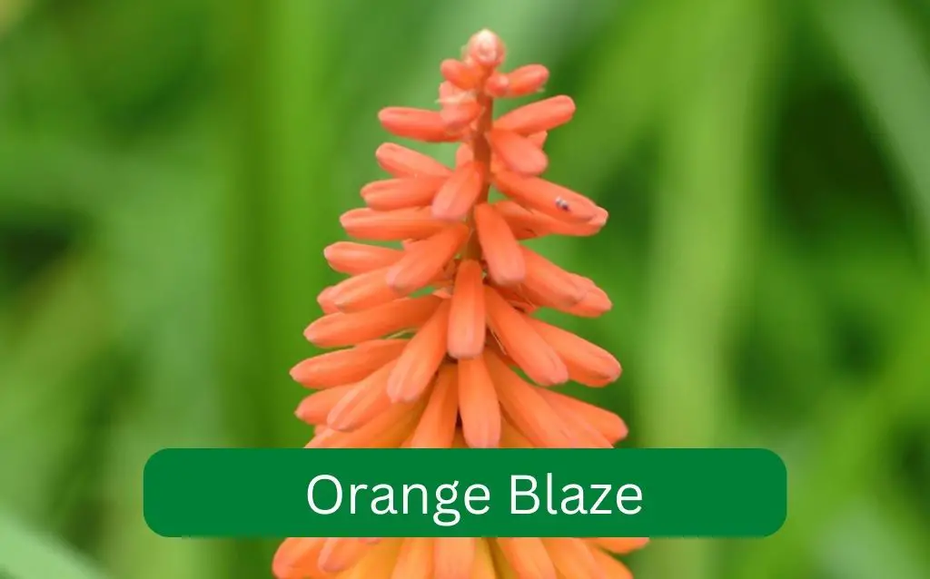 Single orange blaze plant