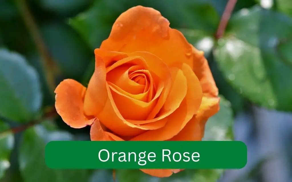 A rose with big orange flower
