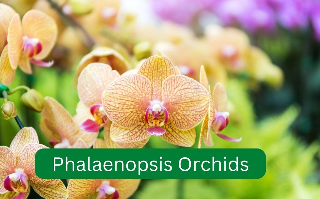 Edible Phalaenopsis Orchid blooms