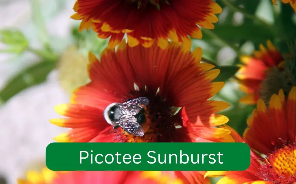 Favorite orange flower - Picotee Sunburst