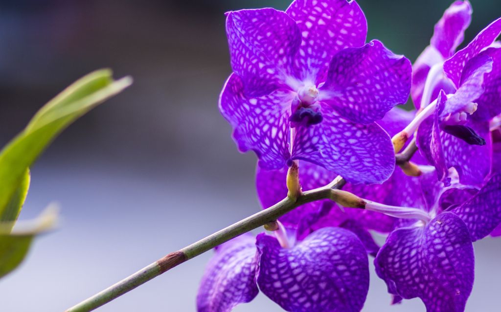 Purple Vanda Orchid flowers