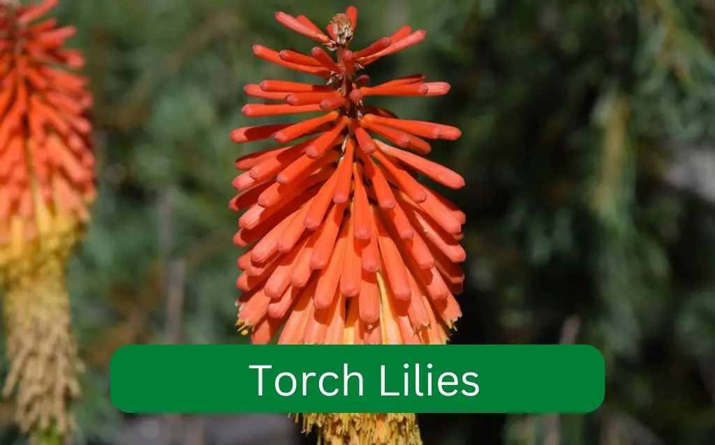 Torch Lily orange spiky flower