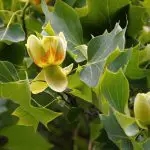 How to Grow a Tulip Tree From Seed