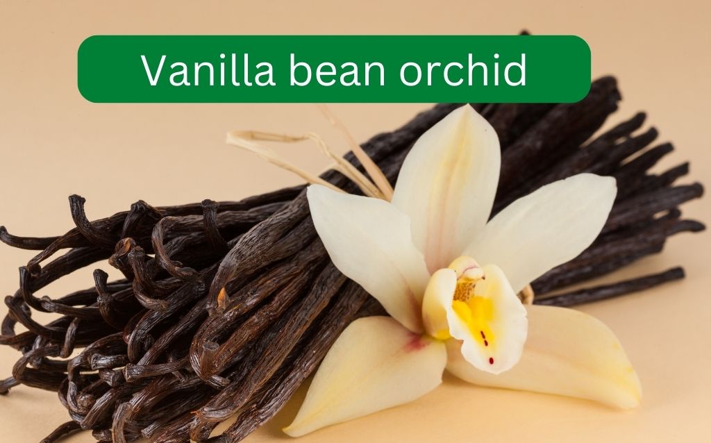Vanilla bean orchid blooms