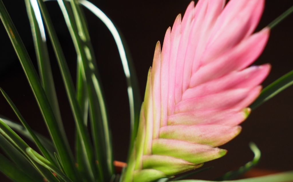 A single Pink Quill leaf